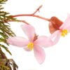 Begonia bipinnatifida Blüte