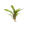 Neoregelia rubrifolia var. striped