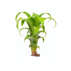 Neoregelia mooreana