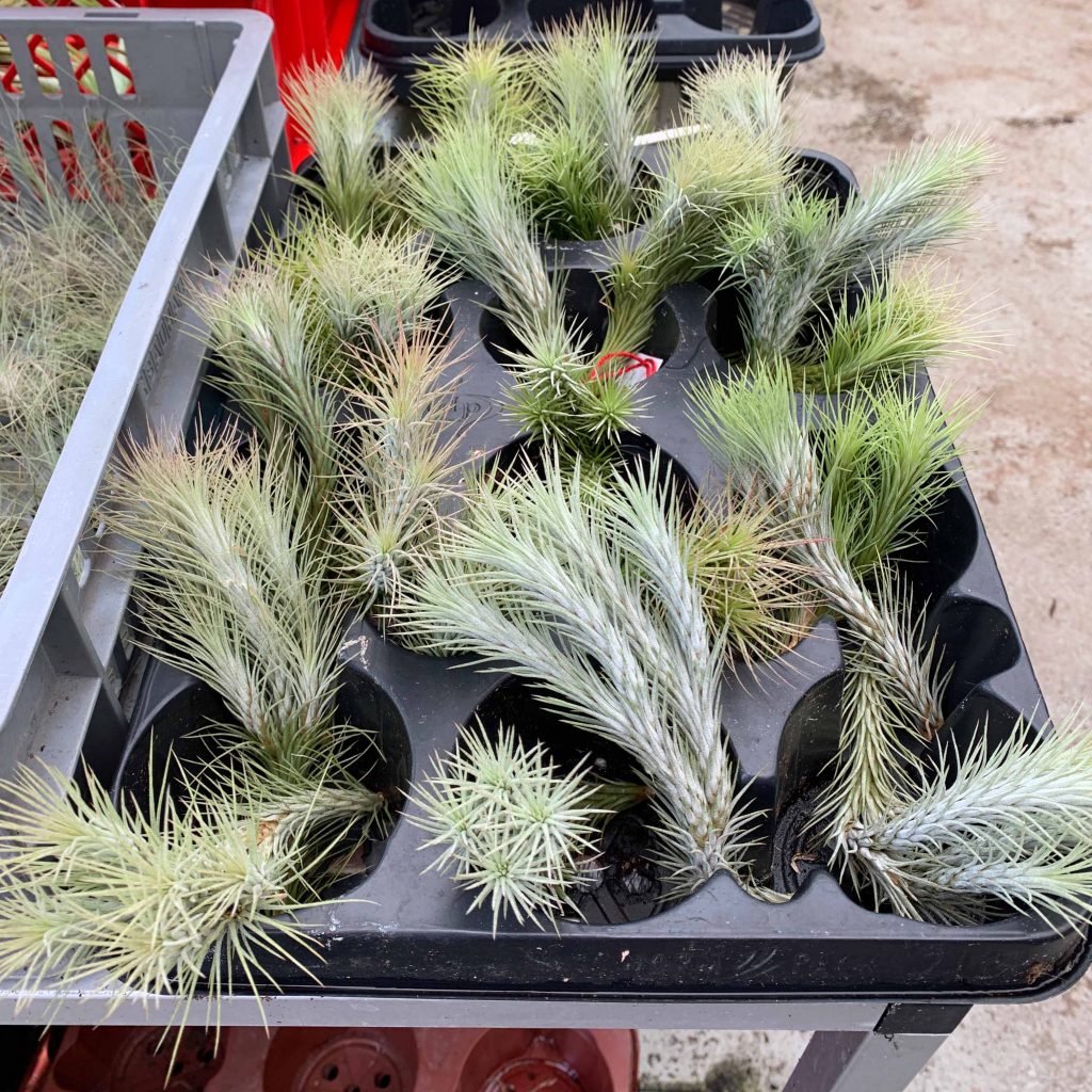 Tillandsia funckiana Clump Rana Terrarienbau