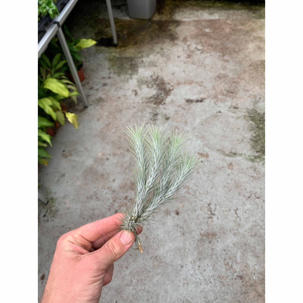 Descubre el Increíble Mundo de Tillandsia Funckiana: Todo lo que Descubre el Increíble Mundo de Tillandsia Funckiana: Todo lo que