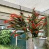 Tillandsia funckiana clump XXLblooming red flowers in greenhouse