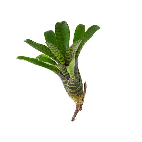 Neoregelia punctatissima wide leaf