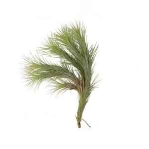 Tillandsia funckiana