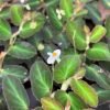 Bluete von Begonia thelmae
