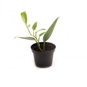 Philodendron spec. Kolumbien