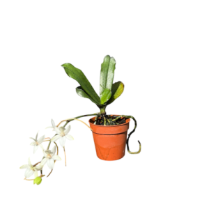 Aerangis mystacidii blüte