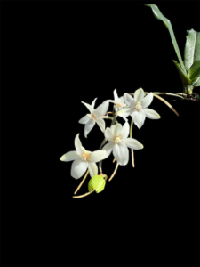 Aerangis mystacidii blüte