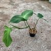 Philodendron-camposportoanum