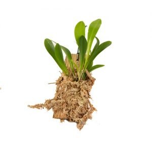 Pleurothallis costaricensis "Big"