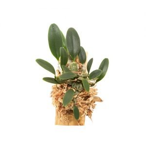 Dendrobium jenkinsii x lindleyi