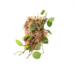 Zootrophion serpentinum