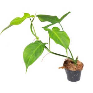 Philodendron composportoanum