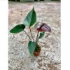Anthurium andreanum chocolate