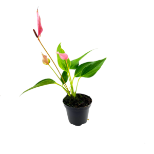Anthurium-mini-pink