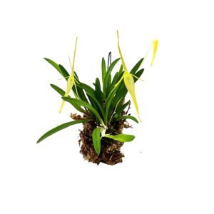 Barbosella cucullata