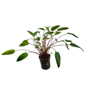 Crypthantus becketii