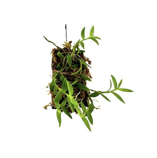 Dendrobium loddigesi
