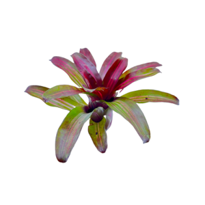 Neoregelia ‘Zoe’