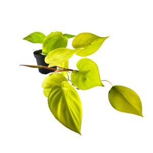 Philodendron lemon lime