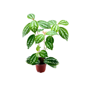 Pilea caliderei