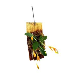 Pleurothallis corniculata