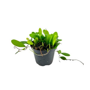 Pyrrosia piloselloides