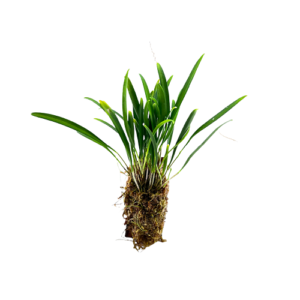 Stelis spec. Kolumbien