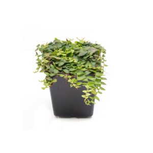 Marcgravia rectifolia