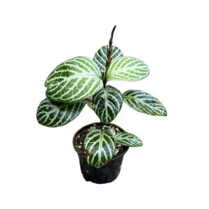 Chamaeranthemum venosum