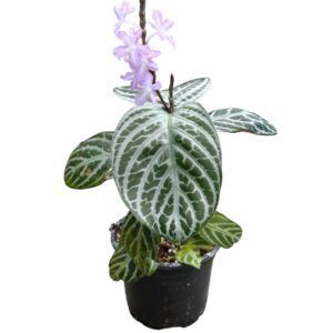 Chamaeranthemum venosum flower