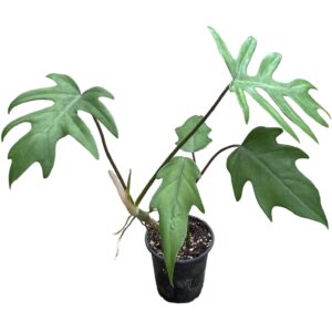 Philodendron mayoi