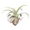 tillandsia streptophylla1