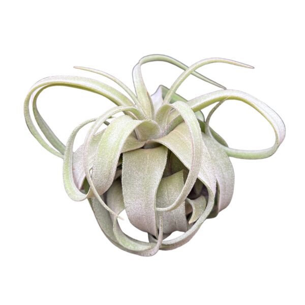 tillandsia streptophylla