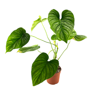 Philodendron mamei