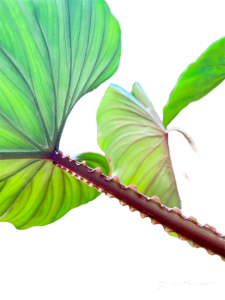 Philodendron plowmanii