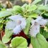 alsobia dianthiflora flowering