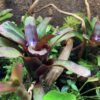 Neoregelia amazon flowering
