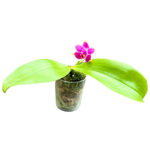 Phalaenopsis violacea malaysia