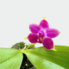 Phalaenopsis violacea malaysia