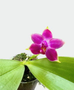 Phalaenopsis violacea malaysia