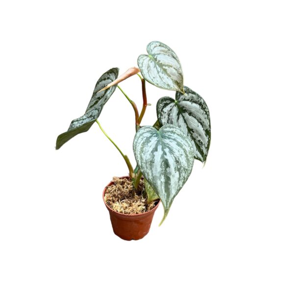 Philodendron brandtianum