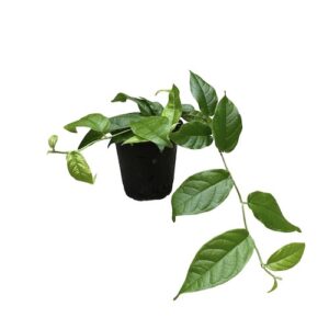 Ficus sagittata