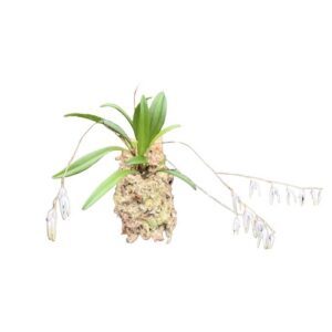 Pleurothallis dimidia