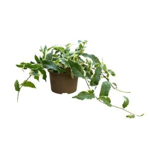 Ficus-sagittata-variegata