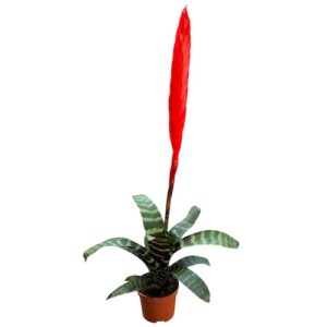 vriesea splendens era Blüte