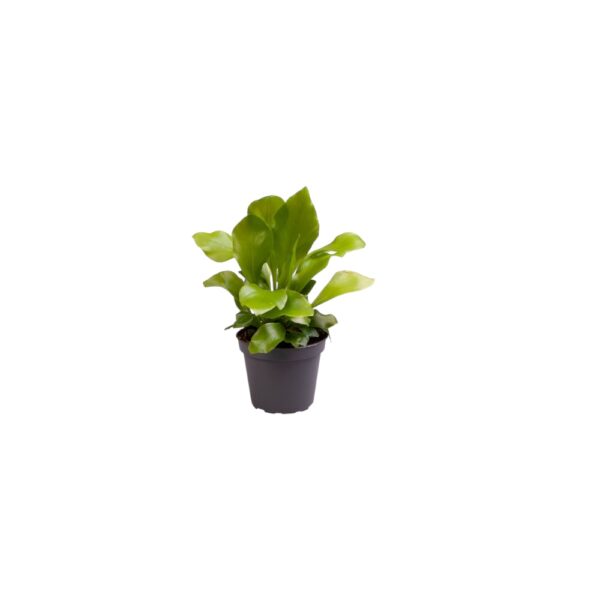 Asplenium nidus mini nestfarn
