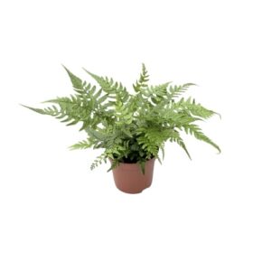 Athyrium-spicatum