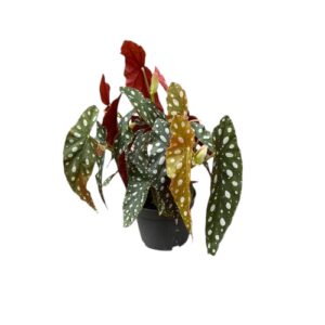 Begonia-maculata-wightii