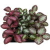 Episcia cupreata Mix 3 Stück – Bild 3